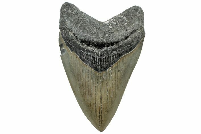 Serrated, Fossil Megalodon Tooth - North Carolina #309511